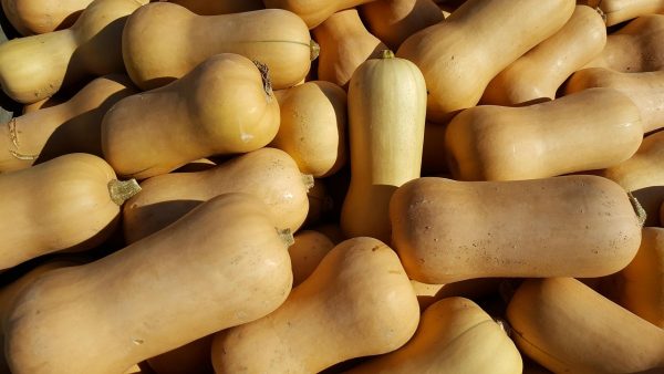 Courge Butternut
