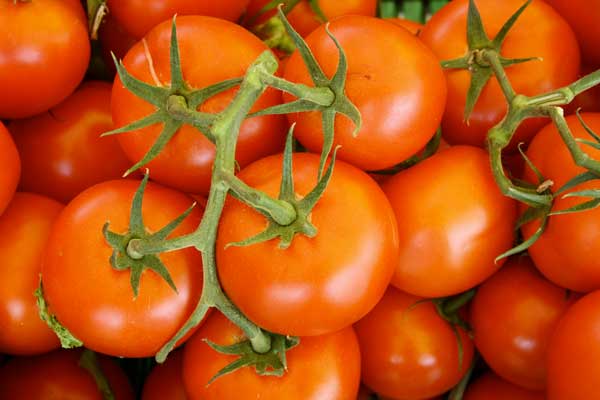 tomates grappes biologiques