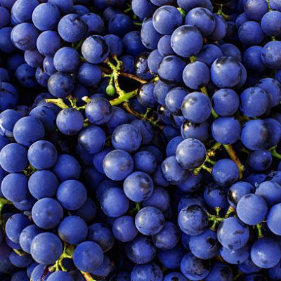 Raisin Muscat