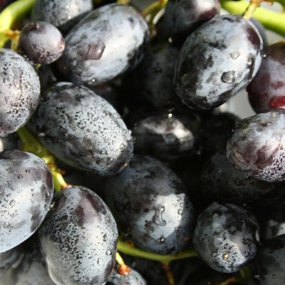 Raisin noir Ribol