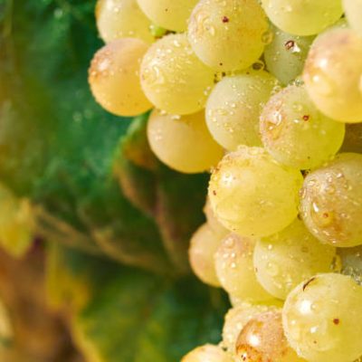 Raisin blanc